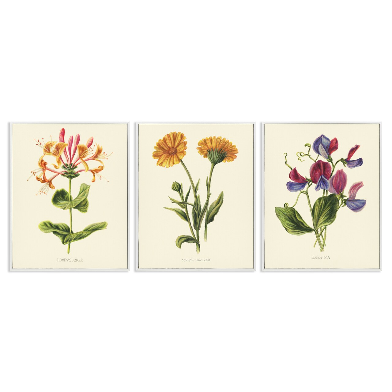 Stupell Industries Flowering Plants Vintage Illustration 3pc Framed Giclee Set, design by Connie Resch